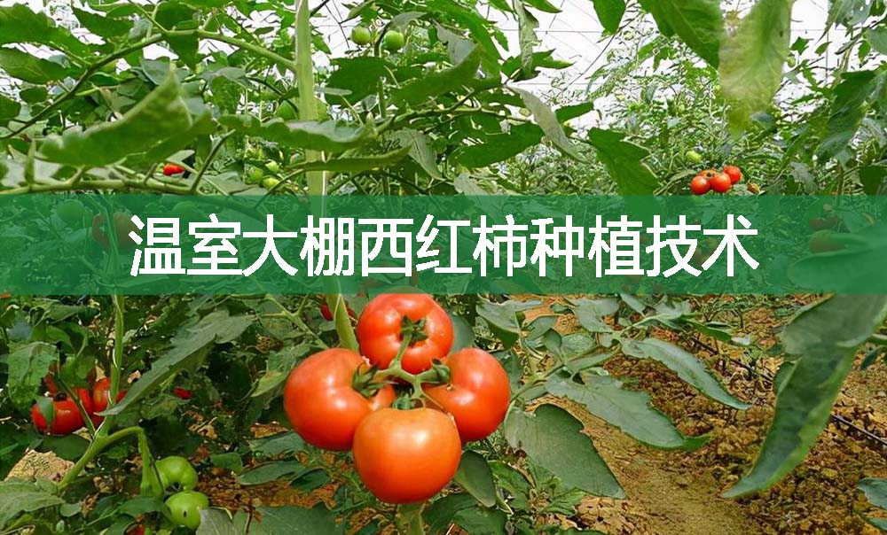 溫室大棚西紅柿種植技術(shù)