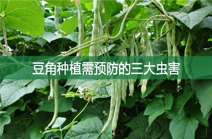 豆角種植需預(yù)防的三大蟲害