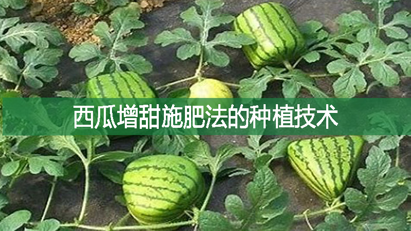 西瓜增甜施肥法的種植技術