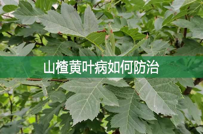 山楂黃葉病如何防治