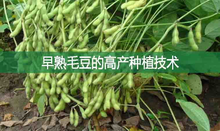 早熟毛豆的高產(chǎn)種植技術(shù)