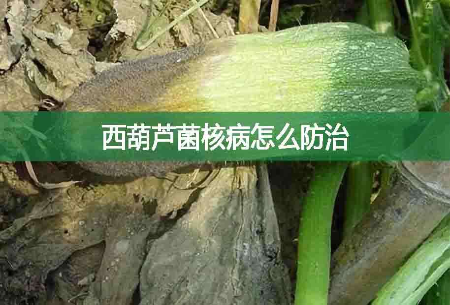 西葫蘆菌核病怎么防治