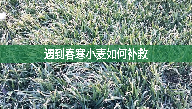 遇到春寒小麥如何補(bǔ)救