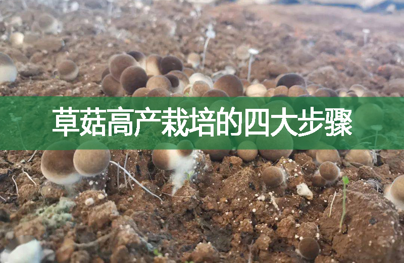 草菇高產(chǎn)栽培的四大步驟