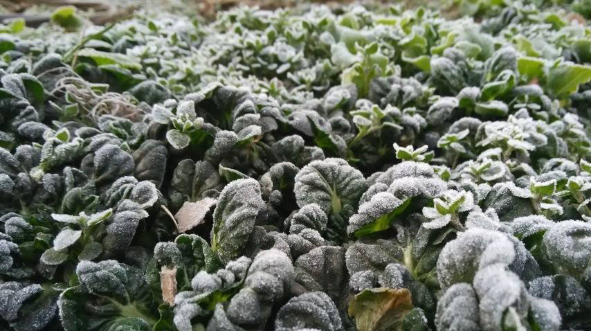 低溫雨雪天氣蔬菜種植