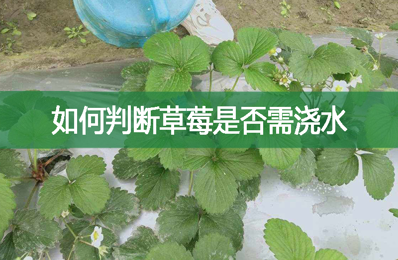 如何判斷草莓是否需澆水