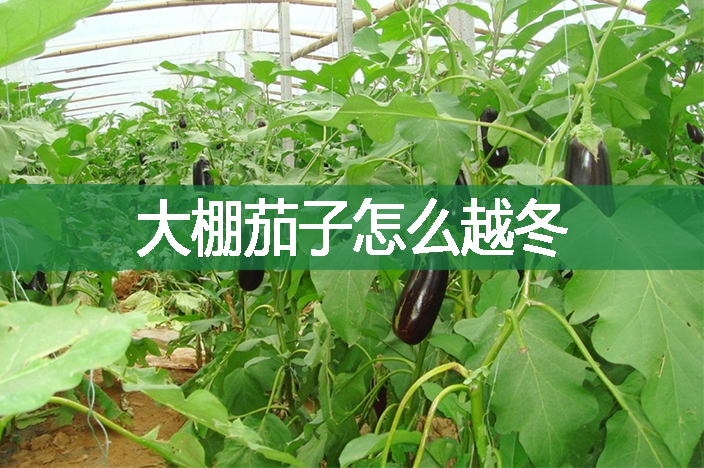 大棚茄子怎么越冬