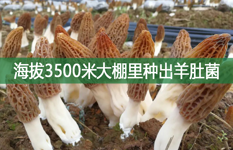 海拔3500米大棚里種出羊肚菌