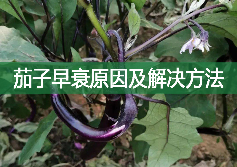 茄子早衰原因及解決方法