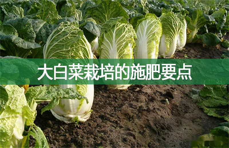 大白菜栽培的施肥要點