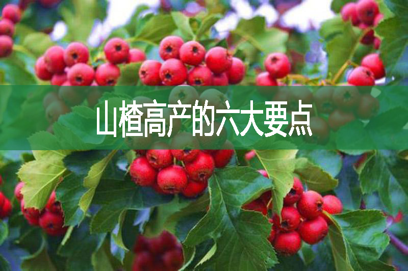 山楂高產(chǎn)的六大要點(diǎn)