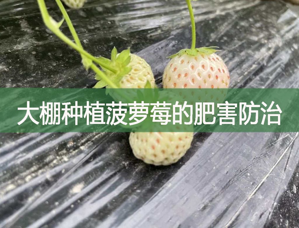 大棚種植菠蘿莓的肥害防治