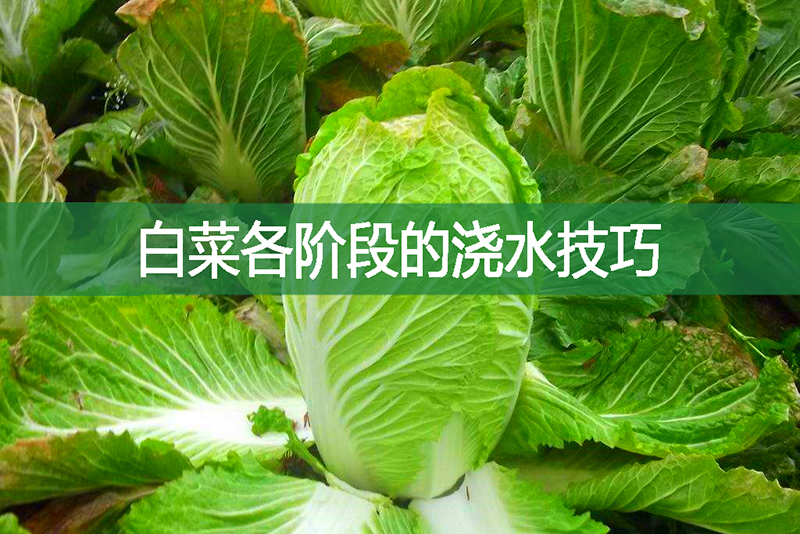 白菜各階段的澆水技巧