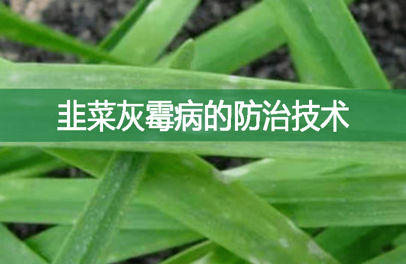 韭菜灰霉病的防治技術(shù)