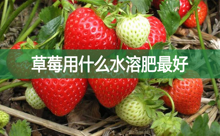 草莓用什么水溶肥最好