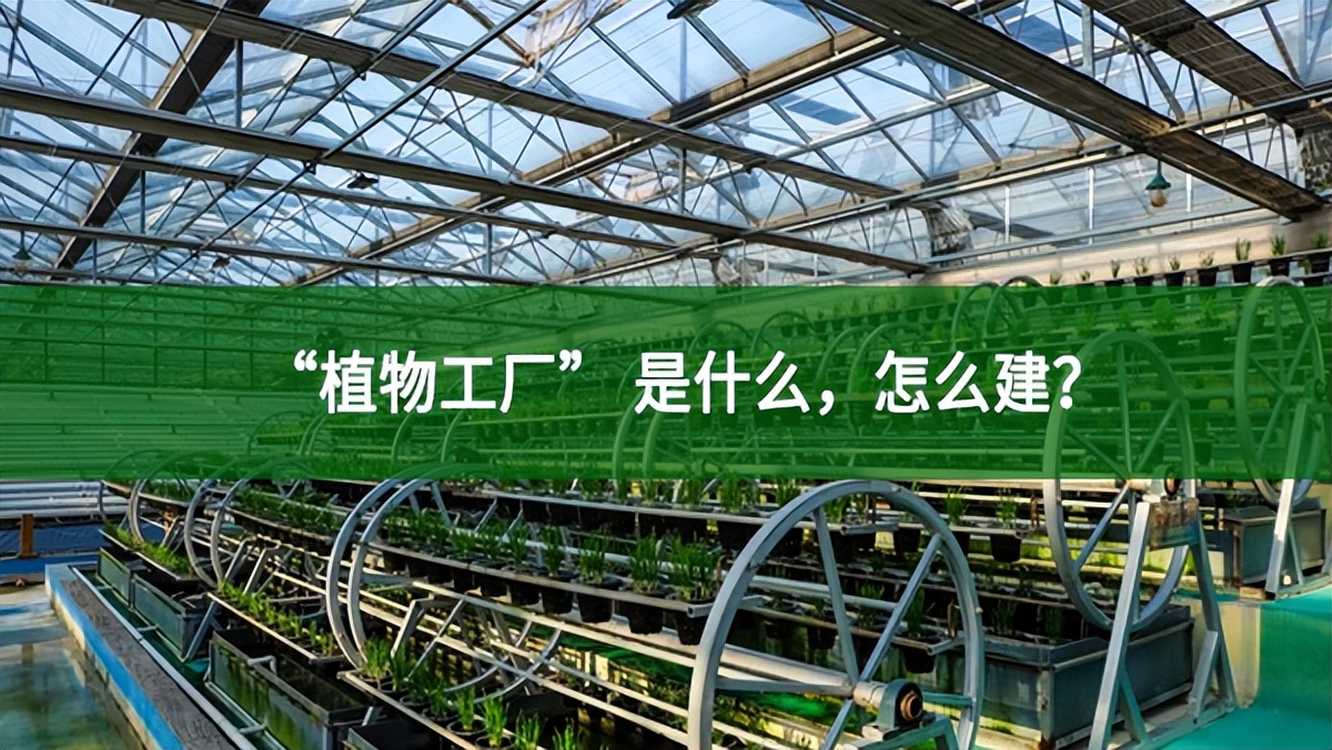 “植物工廠” 是什么，怎么建？