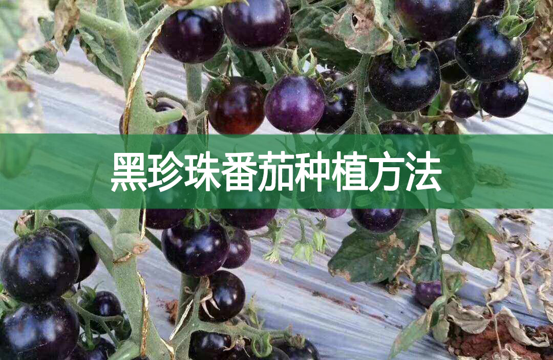 黑珍珠番茄種植方法