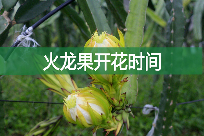 火龍果的開花時間