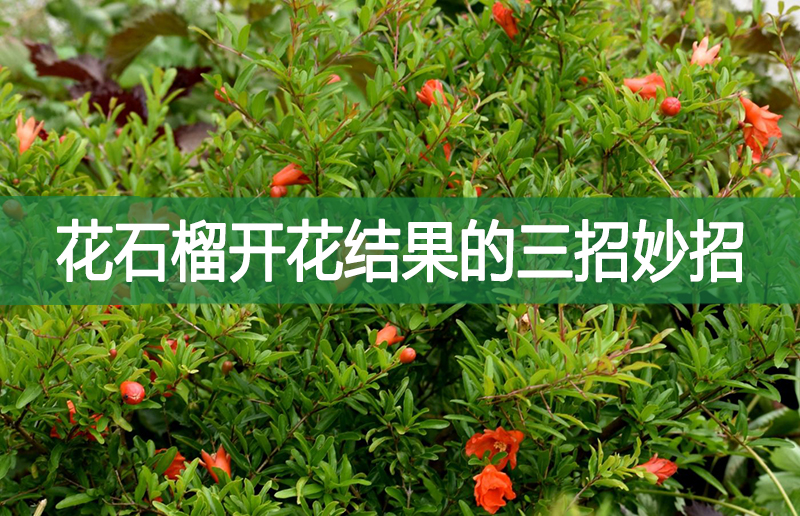 花石榴開花結果的三招妙招