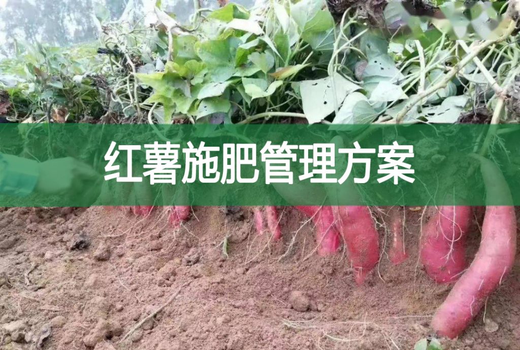 紅薯施肥管理方案