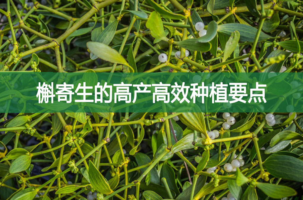 槲寄生的高產高效種植要點