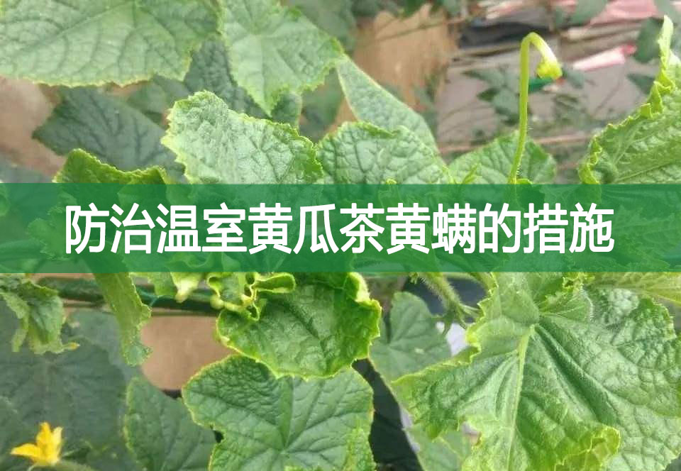 防治溫室黃瓜茶黃螨的措施