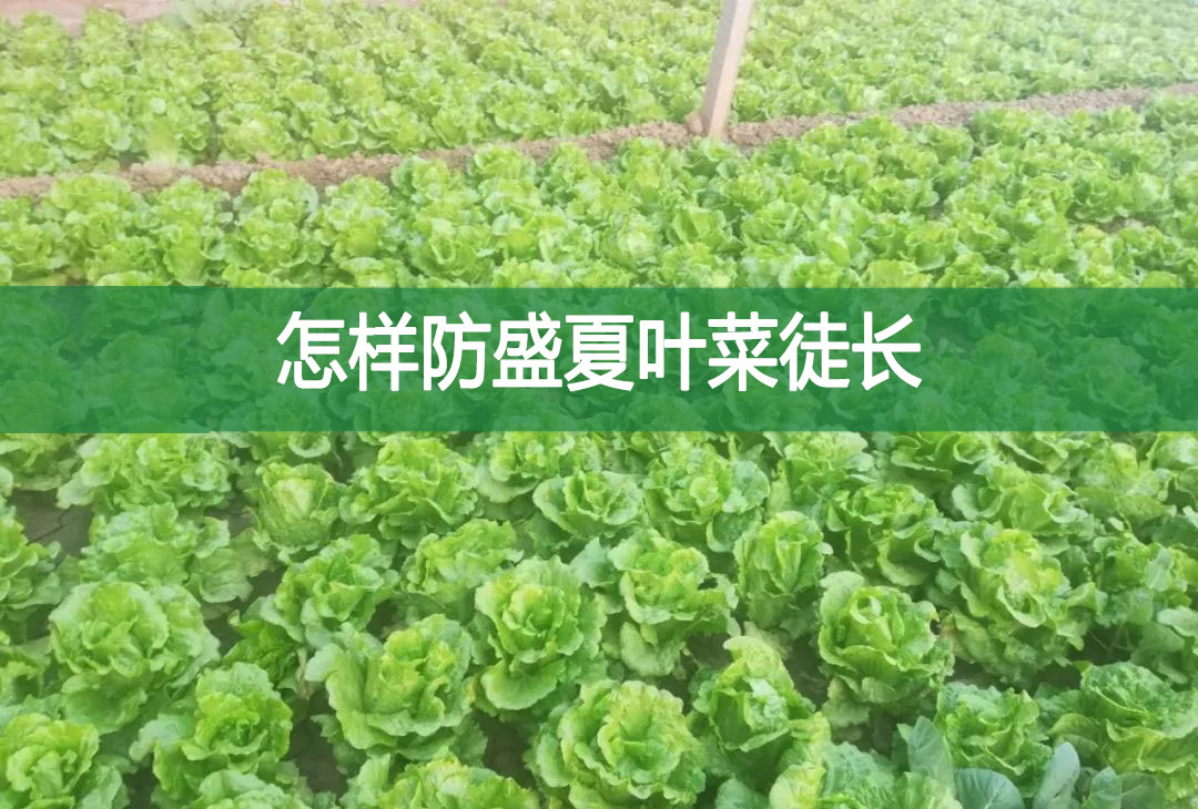 怎樣防盛夏葉菜徒長