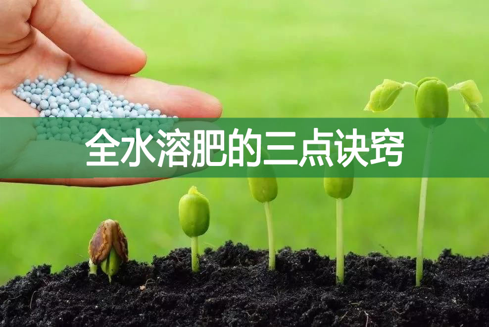 全水溶肥的三點訣竅