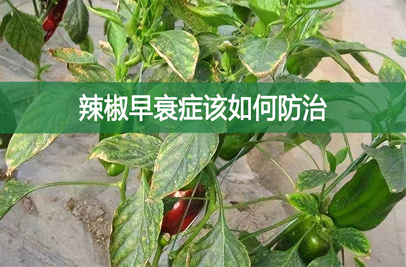 辣椒早衰癥該如何防治