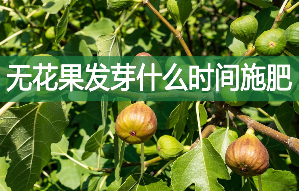 無花果發芽什么時間施肥