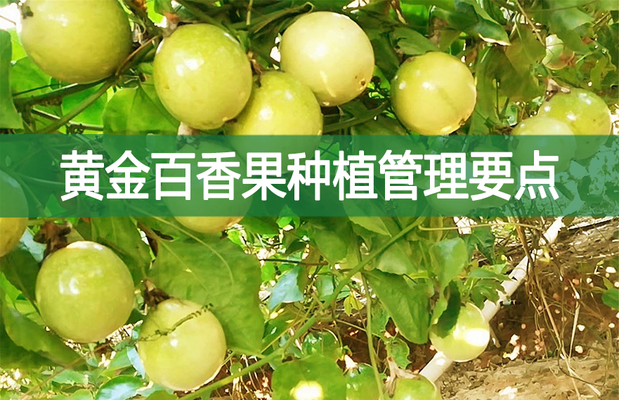 黃金百香果種植管理要點