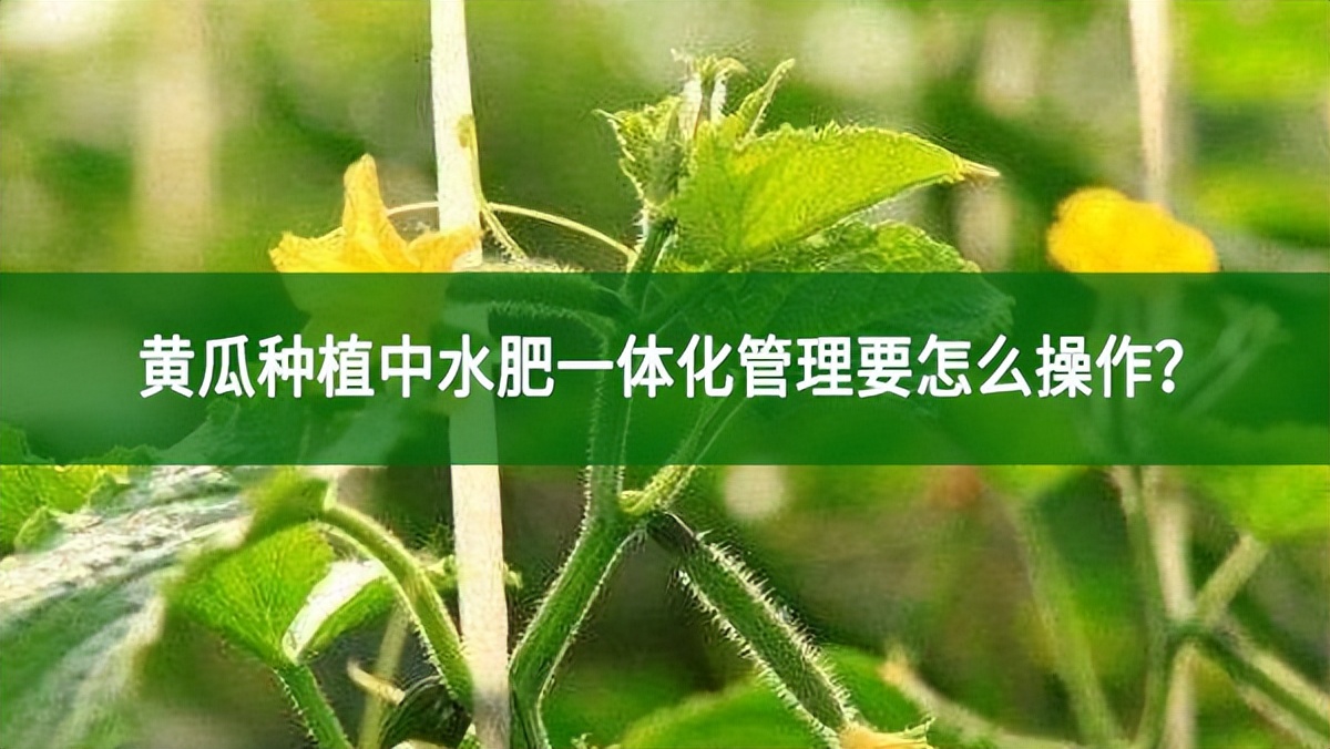 黃瓜種植中水肥一體化管理要怎么操作?