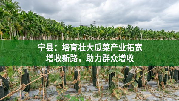 寧縣：培育壯大瓜菜產業拓寬增收新路，助力群眾增收