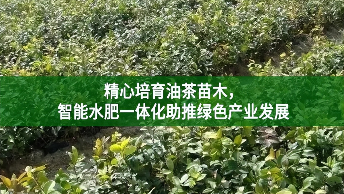 精心培育油茶苗木，智能水肥一體化助推綠色產(chǎn)業(yè)發(fā)展