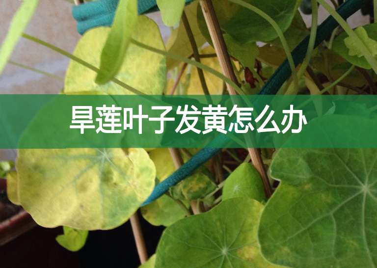 旱蓮葉子發黃怎么辦?