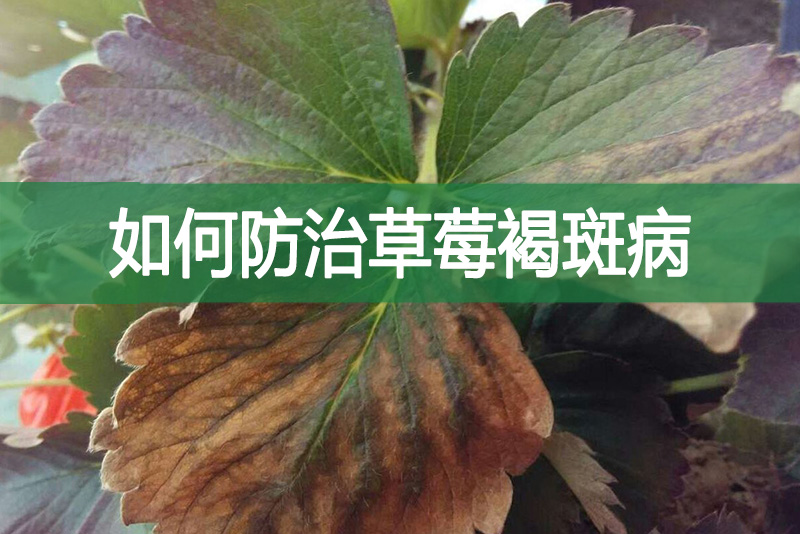 如何防治草莓褐斑病