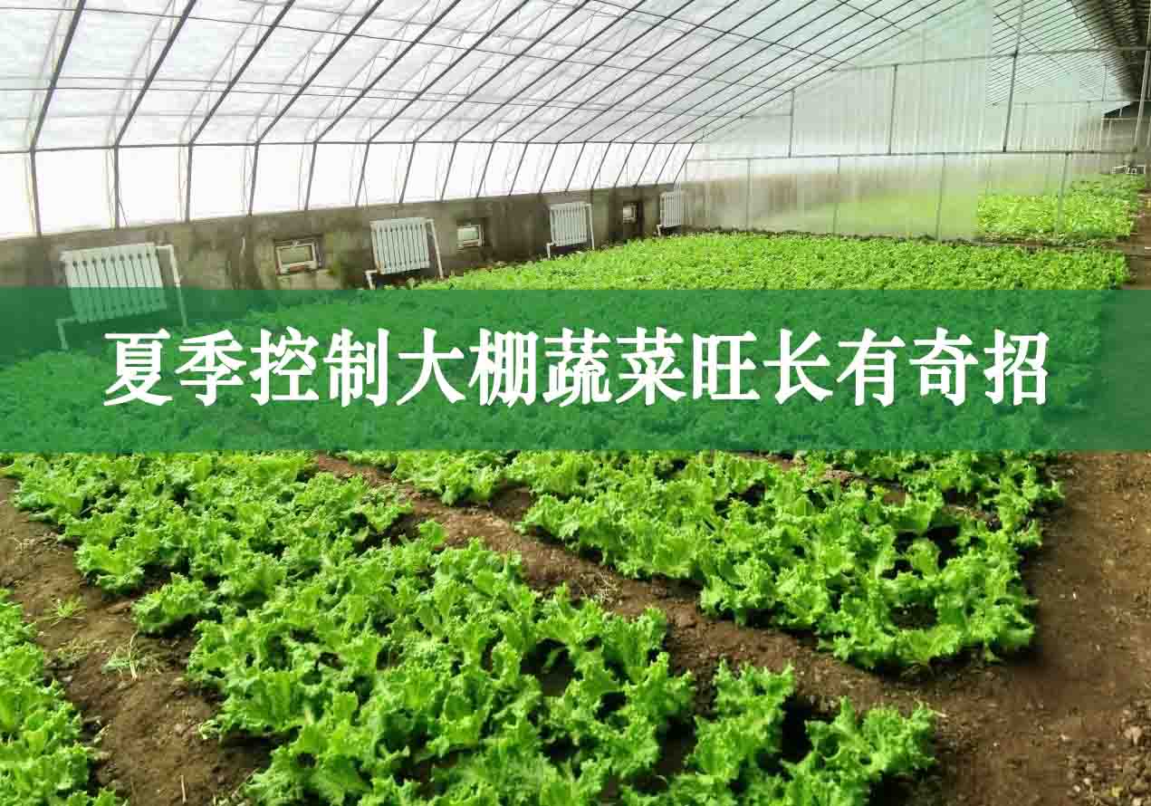 夏季控制大棚蔬菜旺長有奇招