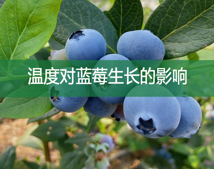 溫度對(duì)藍(lán)莓生長(zhǎng)的影響