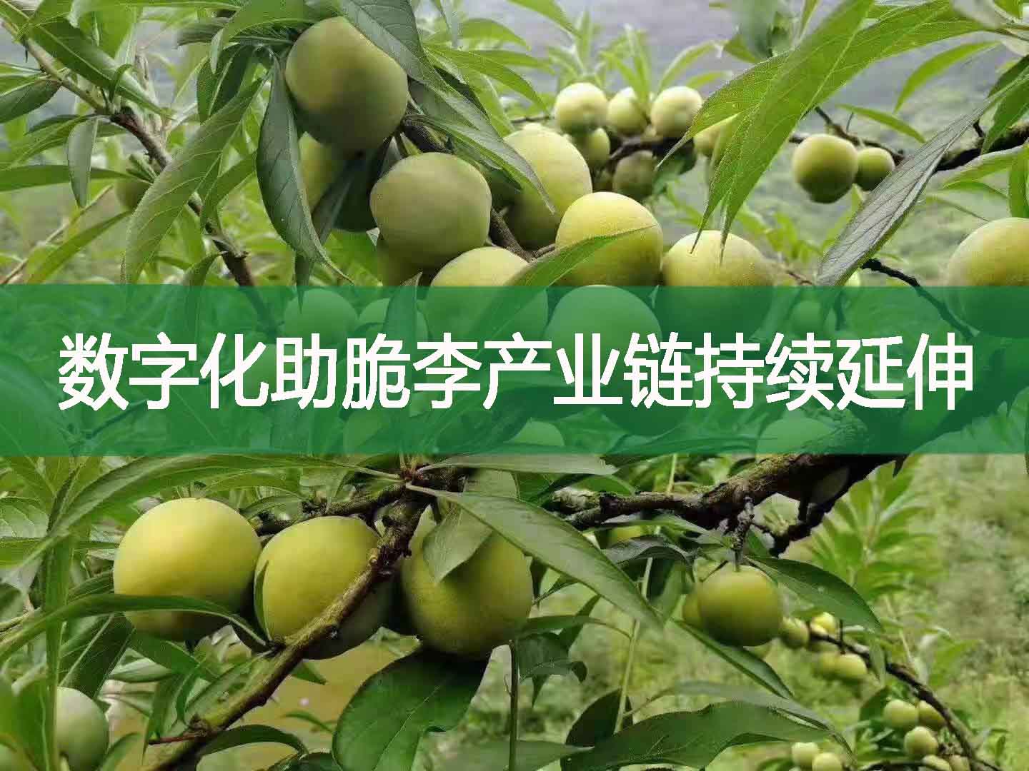 數(shù)字化助脆李產(chǎn)業(yè)鏈持續(xù)延伸