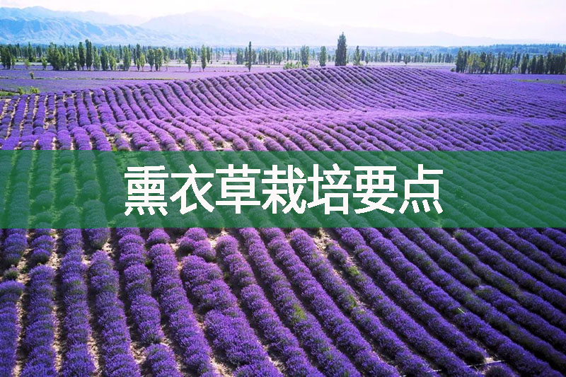 熏衣草栽培要點