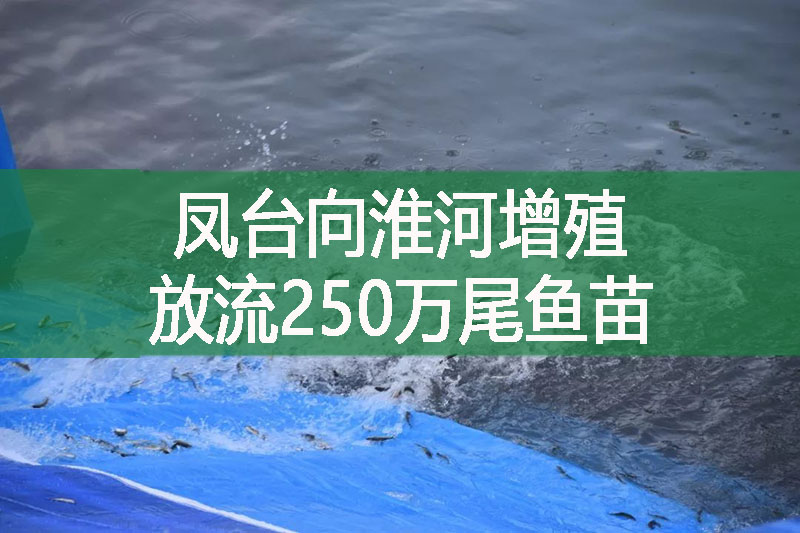 鳳臺向淮河增殖放流250萬尾魚苗