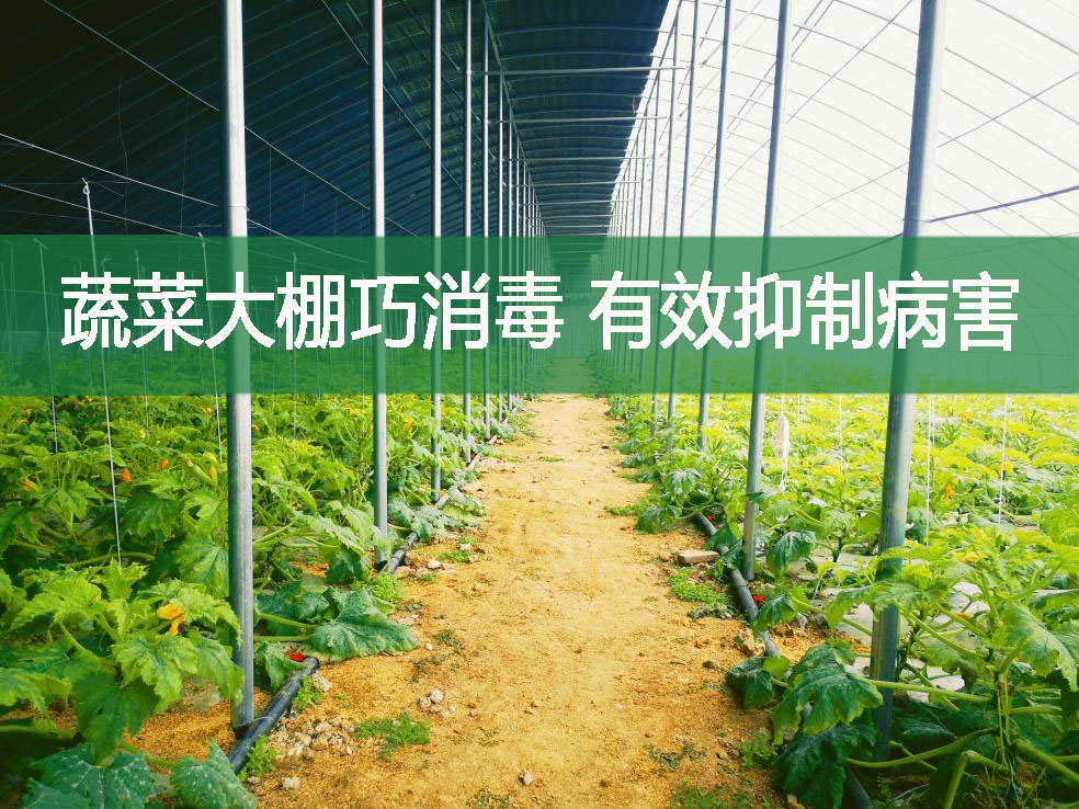 蔬菜大棚巧消毒 有效抑制病害