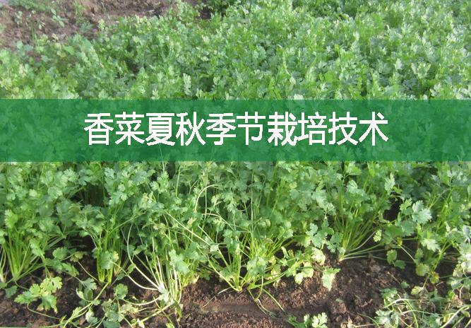 香菜夏秋季節(jié)栽培技術(shù)