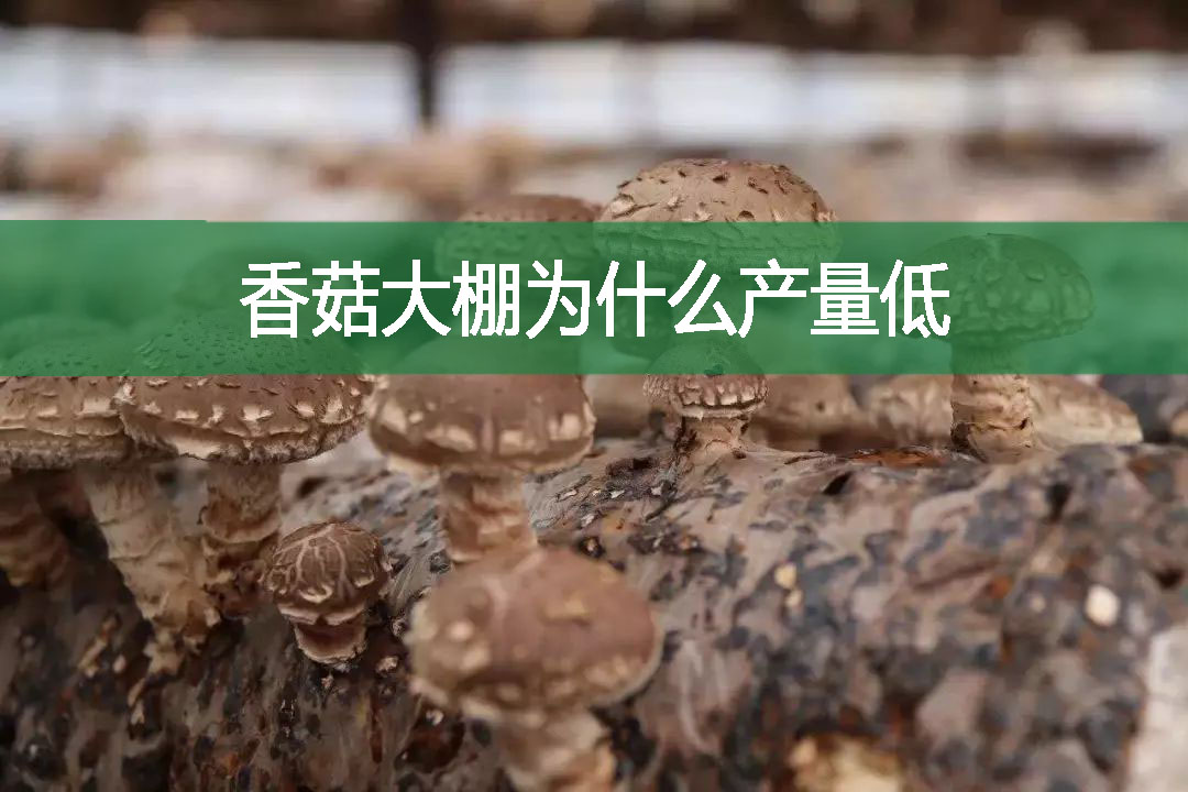 香菇大棚為什么產(chǎn)量低