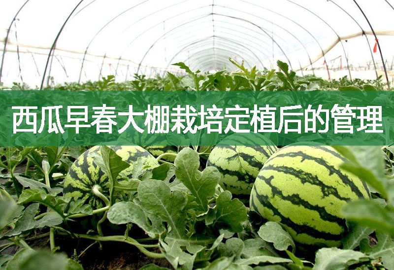 西瓜早春大棚栽培定植后的管理