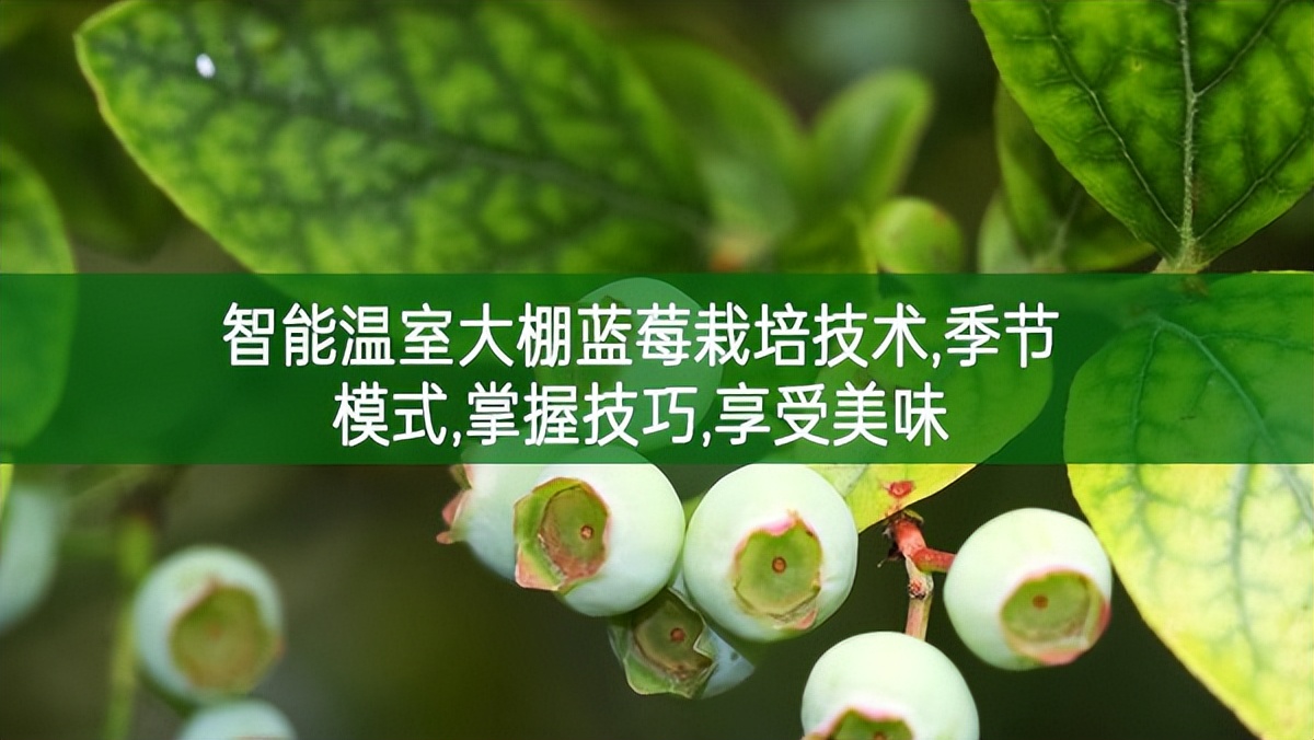 智能溫室大棚藍莓栽培技術,季節模式,掌握技巧,享受美味