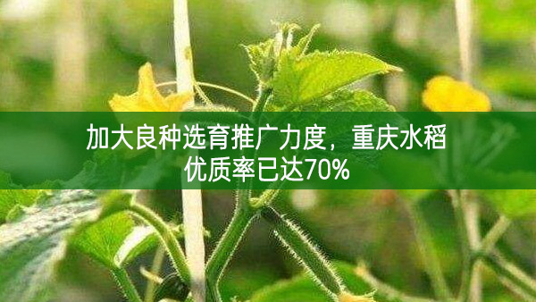 加大良種選育推廣力度 重慶水稻優質率已達70%