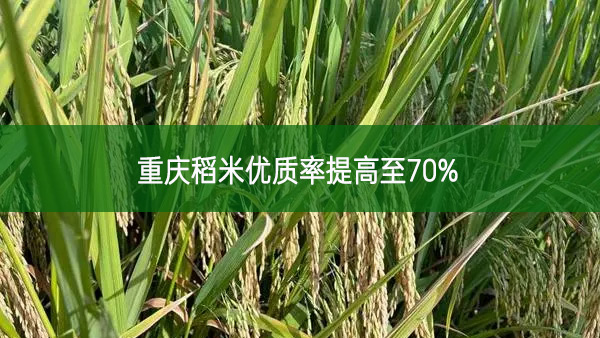 重慶稻米優質率提高至70%