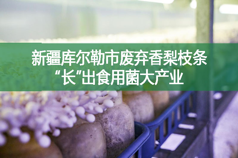 新疆庫爾勒市廢棄香梨枝條“長”出食用菌大產(chǎn)業(yè)