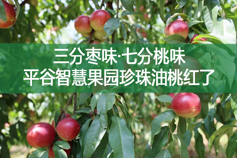 三分棗味·七分桃味，平谷智慧果園珍珠油桃紅了